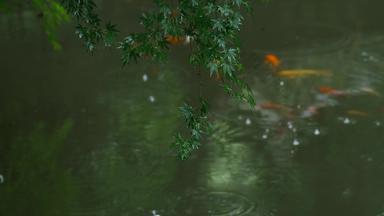 江南园林绿植鱼池唯美空镜